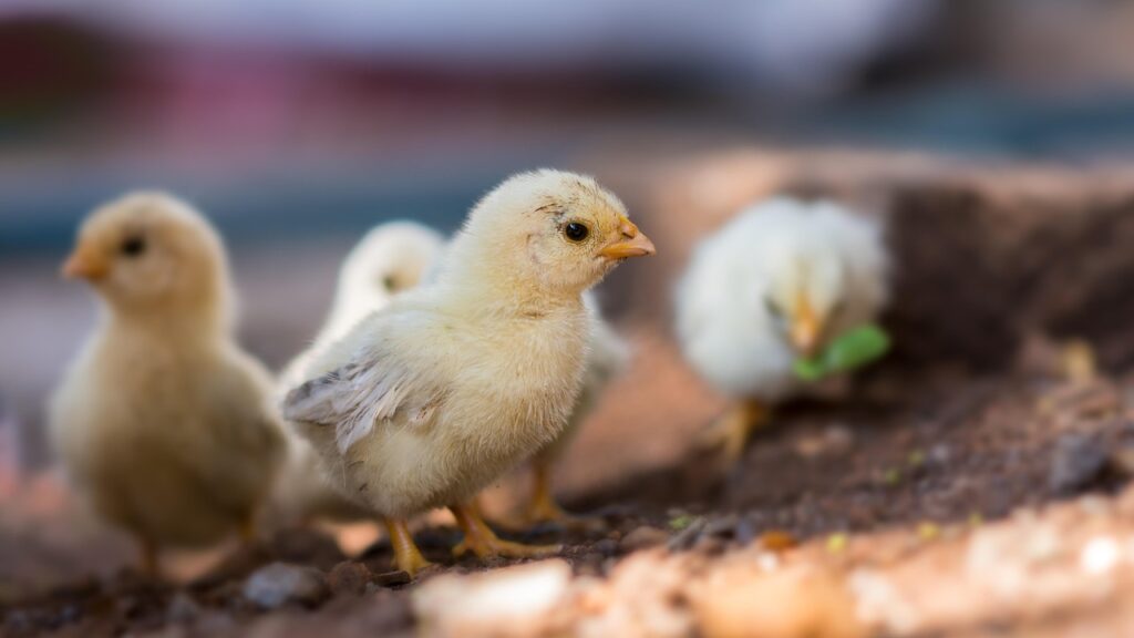 chick vaccination newcastle