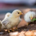 chick vaccination newcastle