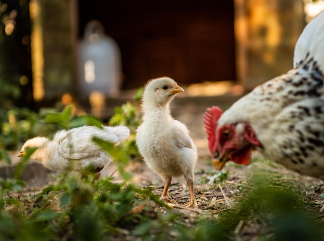 poultry vaccination